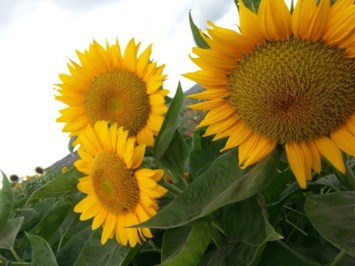 Obituary of Carolyn Jayne Lacy