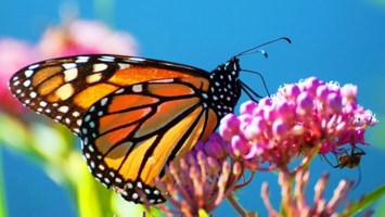 Obituary of Susana Bellosillo Ramos