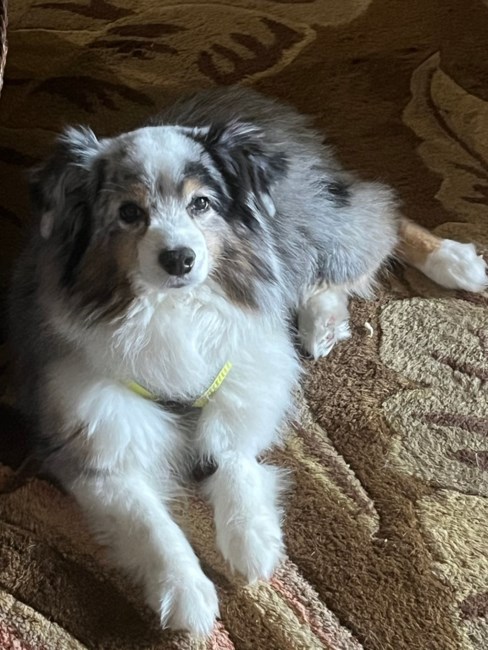 Obituary of Patricia Christine Lopas