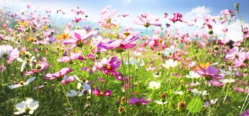 Obituary of Colleen Sue Hammon