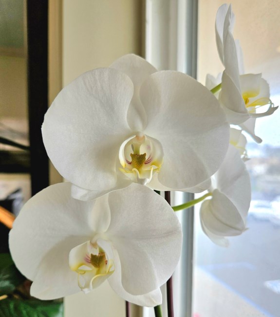 Obituary of Kieu Thi Huynh