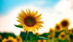 Obituary of Troy Lee Stevens