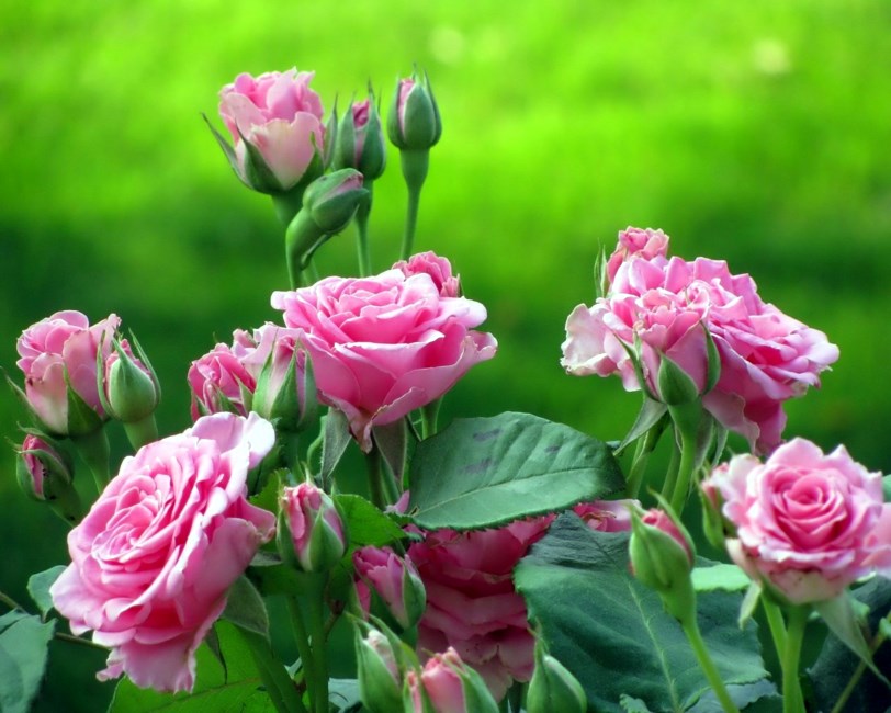 Obituary of Verna Marilyn Coutu