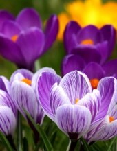 Obituario de Beta Suzanne Figueredo Carter