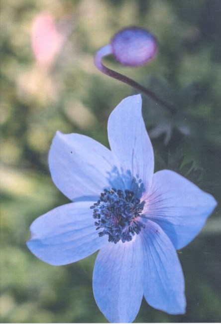 Obituario de Betty Jane Graney