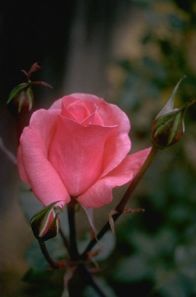 Obituary of Kathy Terwilliger