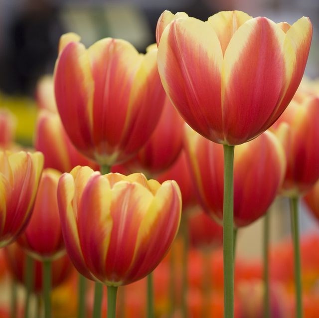 Obituary of Clara Katz