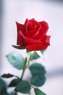 Avis de décès de Bobbie A. Carlson