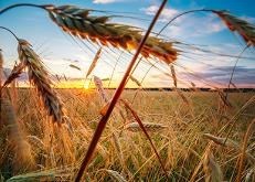 Obituary of Richard Francis Marinaro Sr.