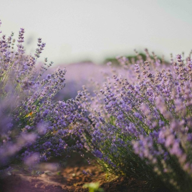 Obituary of LaVercia Beth Ashley