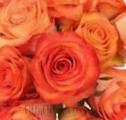 Obituary of Valerie Alice Allen