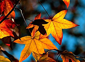 Obituary of Janice K. Theisen