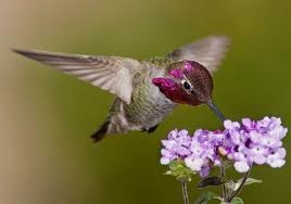 Obituary of Rosemary E. Wheeler