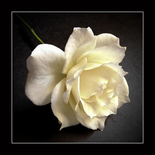 Obituary of Amy Thuy Tran