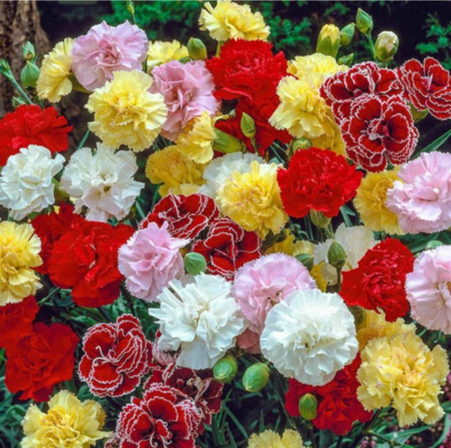 Avis de décès de Annie Elizabeth Cheatham