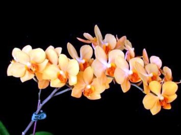 Obituary of Caridad Rodriguez