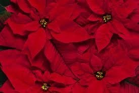 Obituary of Lloyd James Britten