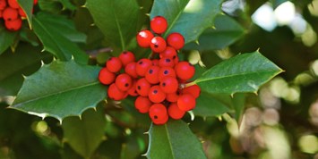 Obituary of Margaret Janet Pierga