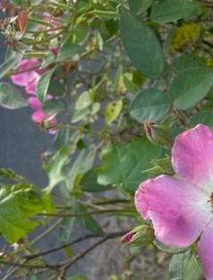 Obituary of Dorothy Cockfield