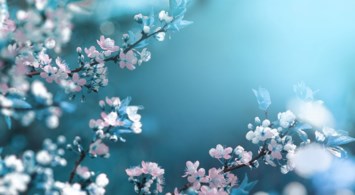 Obituary of Shirley Louise Cleveland