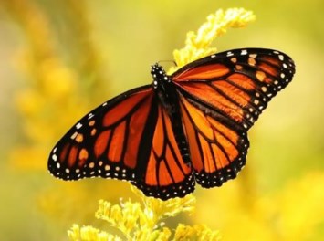 Obituario de Diane Elizabeth Wise