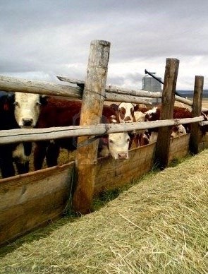 Obituary of George E. Tharp