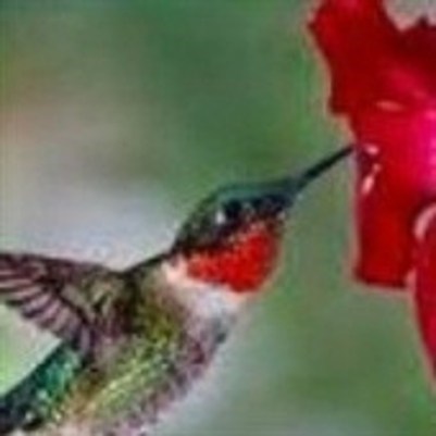 Obituary of Jo Rawls