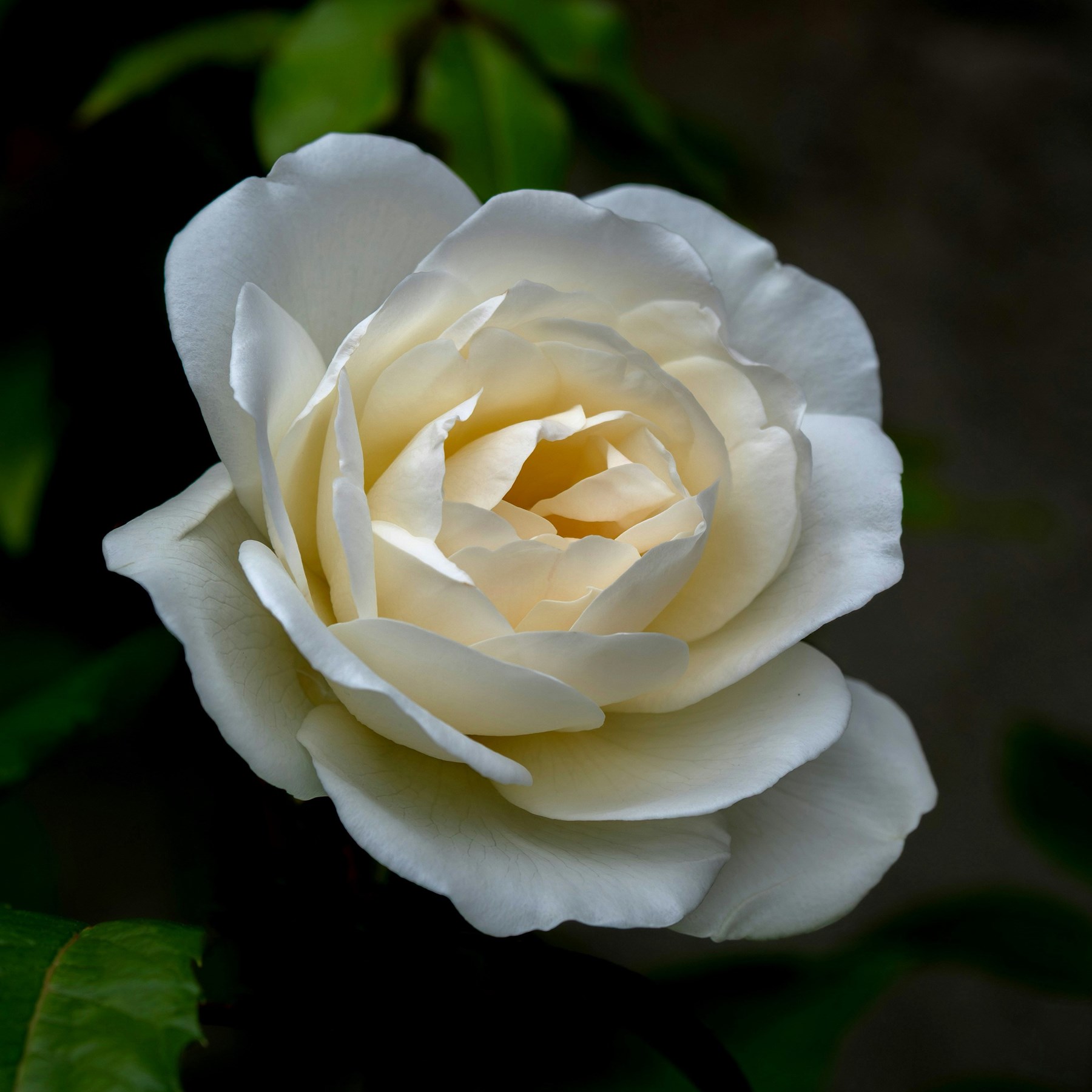 Obituario de Maria de Jesus Sanchez