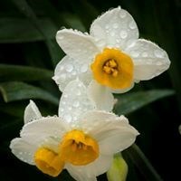 Obituary of Patricia Ann Rivera