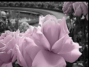 Obituary of Judith Burch