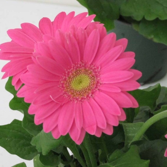 Obituary of Helen F. Czarnecki