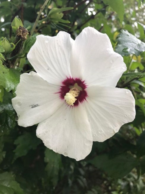 Obituary of Dorothy Wright