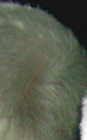 William Simpson Obituario Stuart, FL