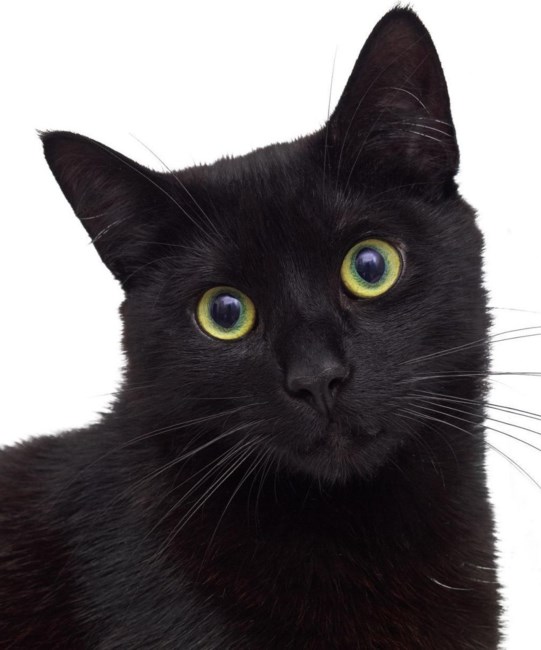 Obituary of Barbara A. Thomas