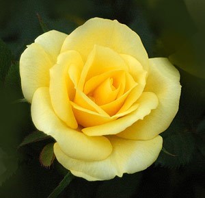 Obituary of Linda B. Green