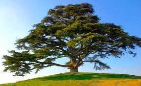 Obituary of Larry O'Dell Sapp