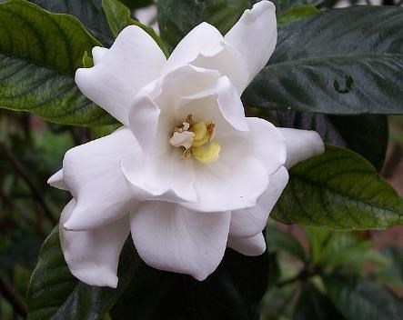 Avis de décès de Amelia K Fautanu