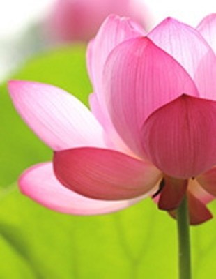 Obituary of Barbara Ann Sandini