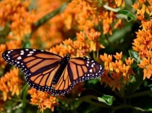 Obituario de Lynn Christina Goodspeed