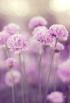 Obituary of Edith Feinberg