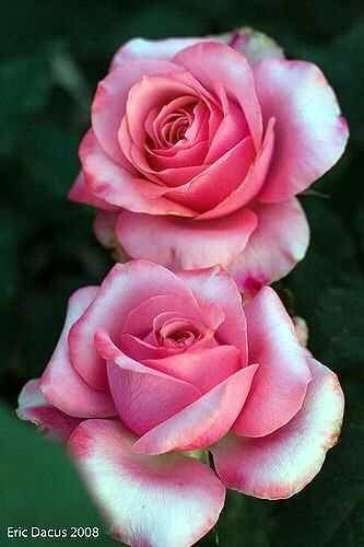 Obituary of Ana Romelia Clavel