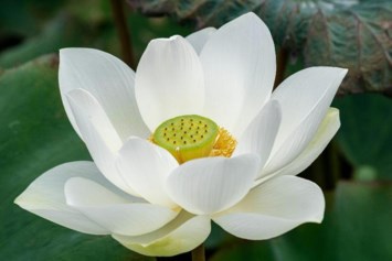 Obituary of Sundrew Diec