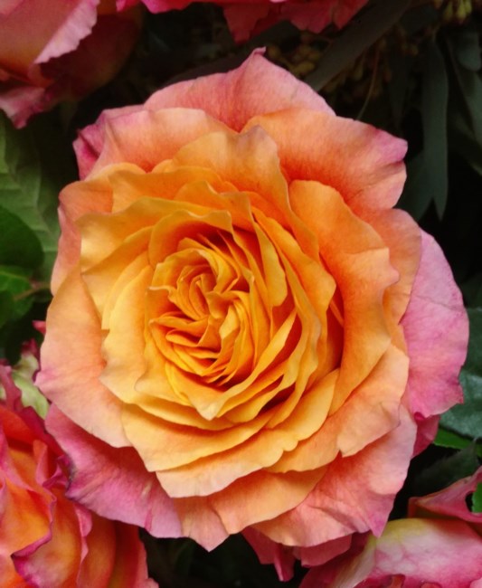 Obituary of Rosemary Lannon