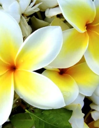 Obituary of Nhan Le Whitney