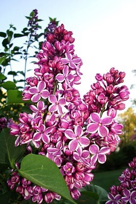 Obituary of Betty Jane Bauer