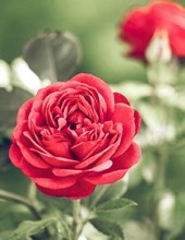 Obituary of Martha Lea Roberts