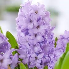 Avis de décès de Mrs. Gloria Mayer Murphy