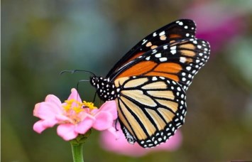 Obituary of Alicia Chavez Ortega