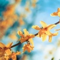 Obituary of Donna Mae Arnold