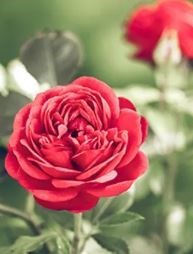 Obituary of Maria Vives